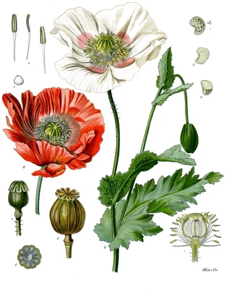 A botanical plate of the opium poppy: red and white flowers, seed heads and cut sections.